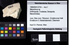 Foto (Objekt + Etiketten) von Mecochirus sp. 